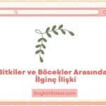 Bitkiler ve Böcekler Arasındaki İlginç İlişki