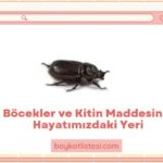 Böcekler ve Kitin Maddesinin Hayatımızdaki Yeri