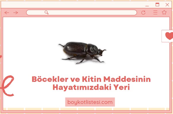 Böcekler ve Kitin Maddesinin Hayatımızdaki Yeri