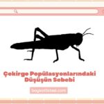 Çekirge Popülasyonlarındaki Düşüşün Sebebi