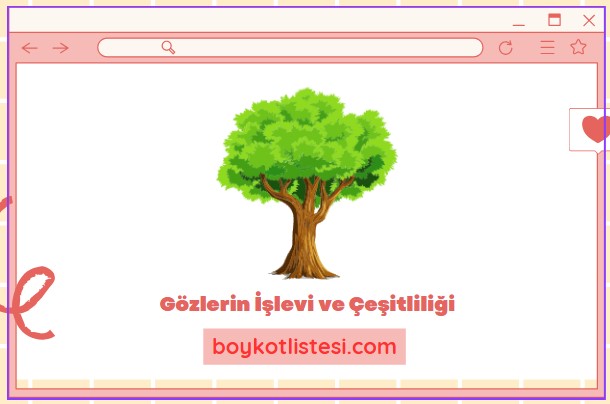 Gözlerin İşlevi ve Çeşitliliği