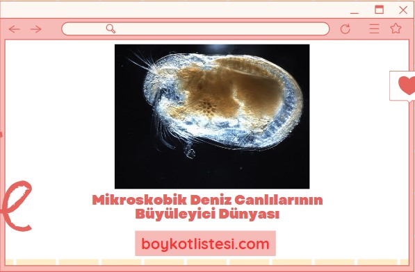 Mikroskobik Deniz Canlılarının Büyüleyici Dünyası