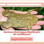 Surinam Kurbağası Büyüleyici bir Amfibiyen!