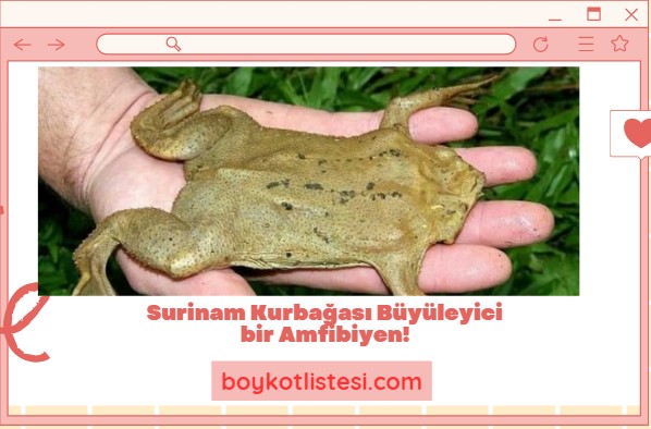 Surinam Kurbağası Büyüleyici bir Amfibiyen!